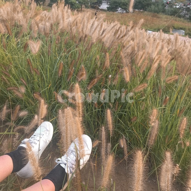 식물,잔디,갈대,자연,plant