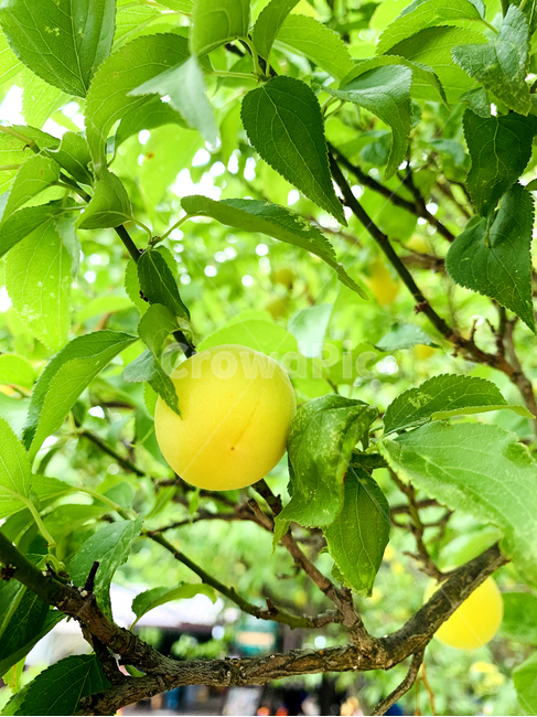 복숭아,나무,과일,식물,식품,food,fruit,과일,열매,fruit