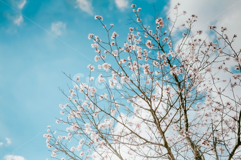 스냅,감성사진,필름,필름사진,필름느낌,사진,벚꽃,벚꽃여행,벚꽃축제,벚꽃사진,봄,계절,구름,여행,국내여행,자연,배경,풍경,배경사진,디자인,소스,봄,계절,spring,season,식물,자연,plants,nature,꽃,flower,색깔,색상,색채,색감,color sense,color sensitivity,feeling of color,plant,blossom,cherry blossom