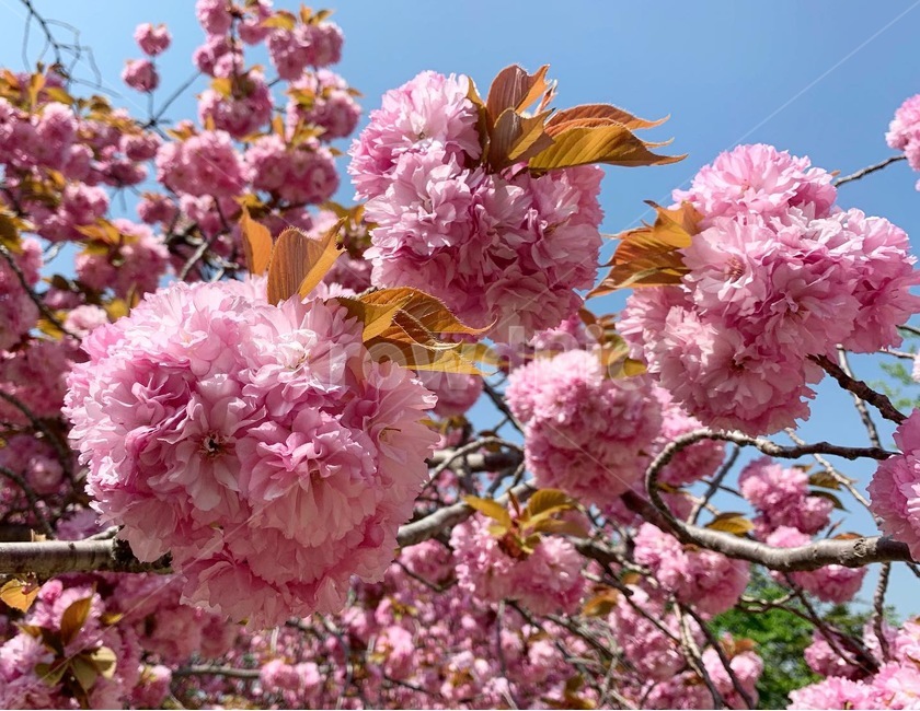 봄,벚꽃,겹벚꽃,꽃,경주,spring,cherryblssoms,flower,꽃놀이,plant