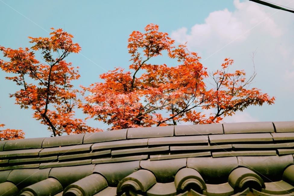 tree,나무,plant,식물,단풍,가을,계절,fall,autumn,season