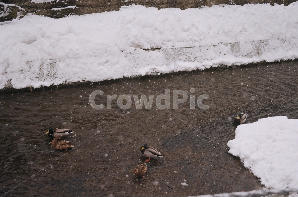 겨울,필름카메라,눈,오리,청동오리,동물,자연,겨울,계절,winter,season,동물,animal,조류,새,birds