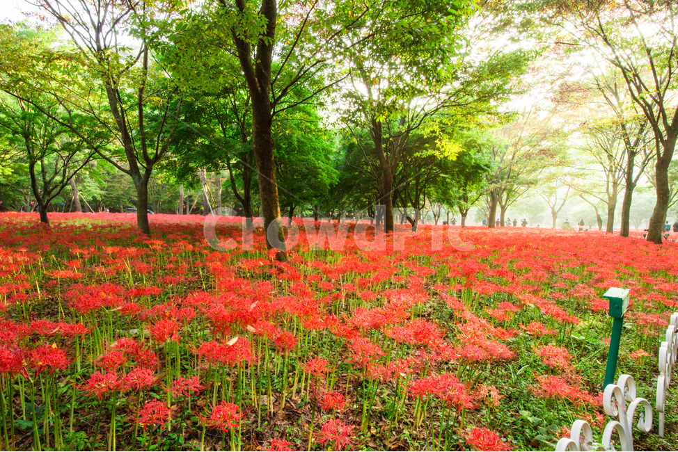 상사화,꽃무릇,일출,아침햇살,빛내림,불갑사,자연,풍경,nature,landscape,plant,식물,flower,꽃,blossom