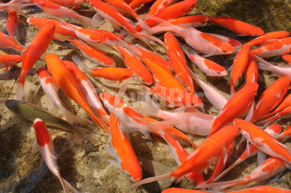 물속,금붕어,잉어,분홍,물고기,연못,동물,animal,어류,물고기,fish