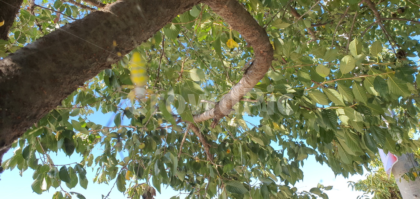 거미,거미줄,곤충,사냥,자연,생물,tree,나무,plant,식물,treetrunk,나무줄기