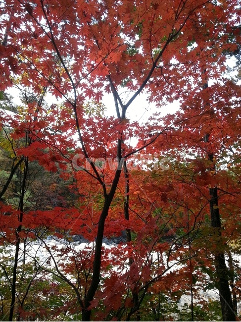 단풍,나무,잎,식물,tree