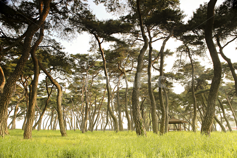 소나무,아침,물안개,빛,자연,정자,자연,풍경,nature,landscape,식물,plants,나무,trees,wood,tree,plant,tree trunk,나무 줄기