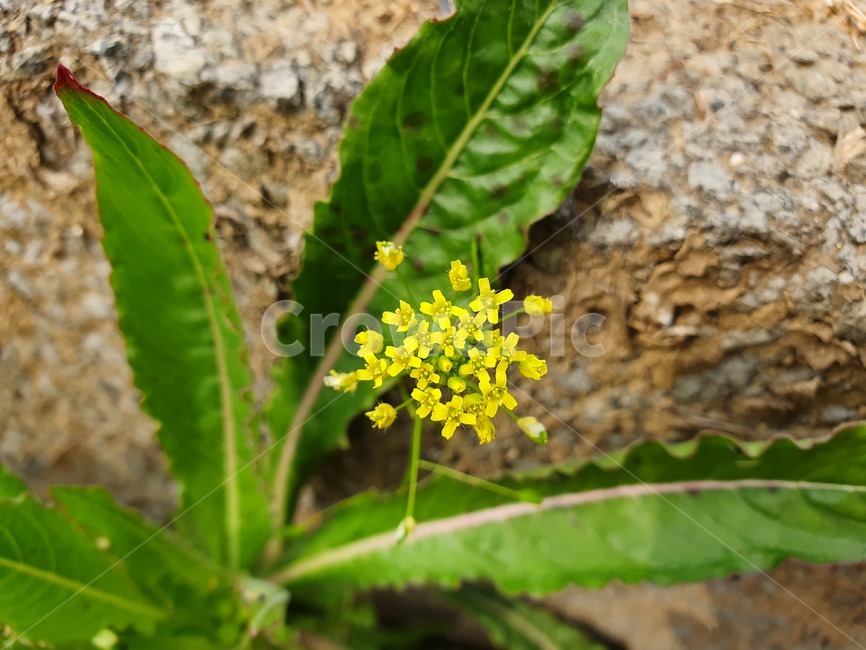 식물,풀,풀꽃,야생화,들꽃,봄꽃,꽃,냉이꽃,봄,식물,자연,plants,nature,꽃,flower
