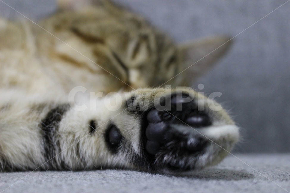 고양이,반려동물,유기묘,길냥이,애완동물,cat,pet,kitten,아기고양이,코숏,코리안숏헤어,동물,동물,animal,고양이,cat,kitten,kitty,포유류,mammal