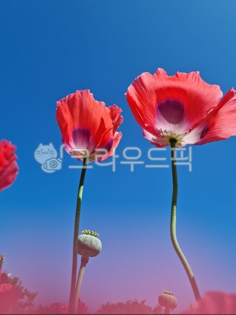 poppy,medicinaltobacco,biennial plant,biennialherb,opium flower,flower,poppyflower,medicinal cigarette,hyacinth,opiumflower,cherry blossom,poppy flower