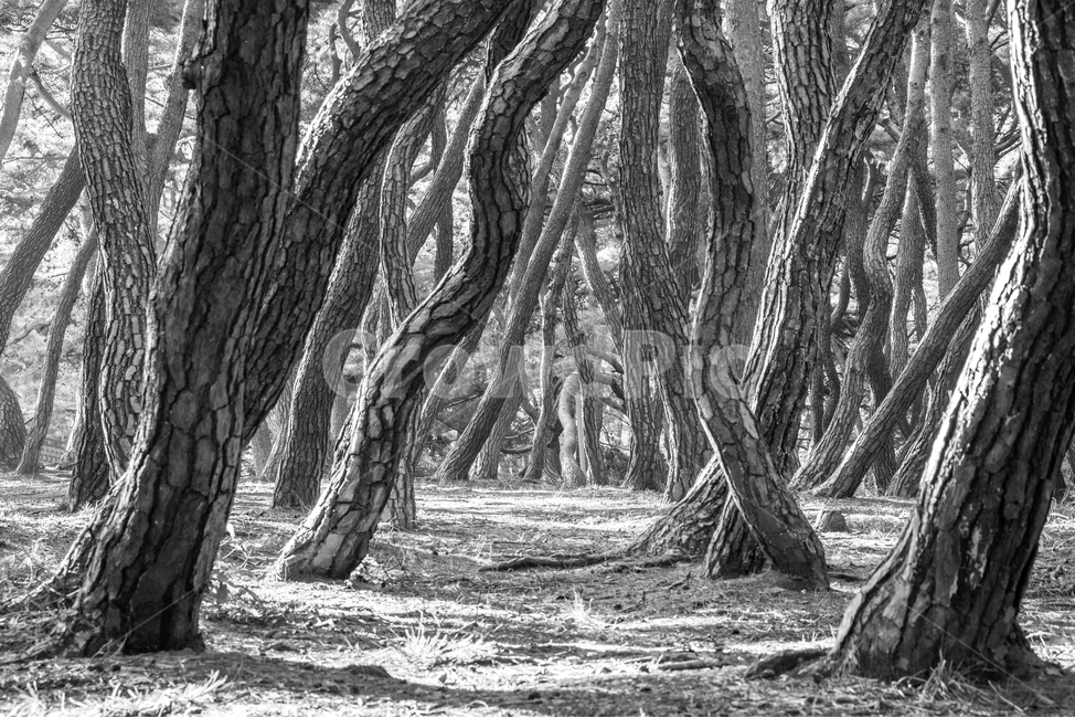 숲,소나무숲,삼릉숲,소나무,나무,식물,자연,plants,nature,나무,trees,wood,흑백,모노톤,monochrome,black and white