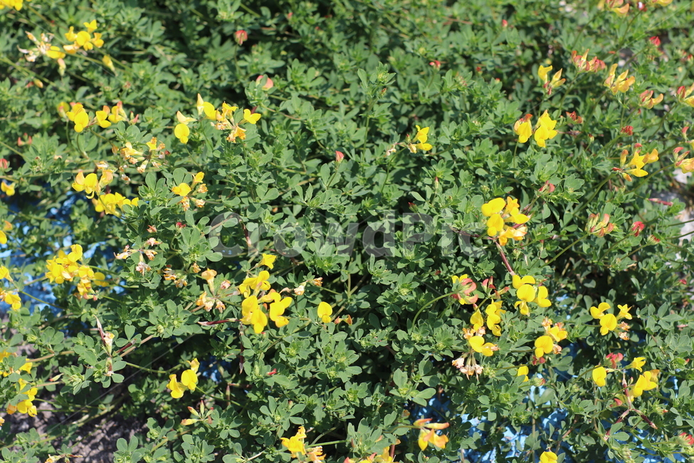 꽃,노란꽃,노랑,노랑색,여름꽃,flower,yellow,한송이,갈대,갈대밭,풀,풀밭,summer,여름,꽃밭,맑은,고독,고독한,식물,초록,초록색,green,나뭇잎,잎사귀,자연,자연물,바탕,배경,배경화면,nature