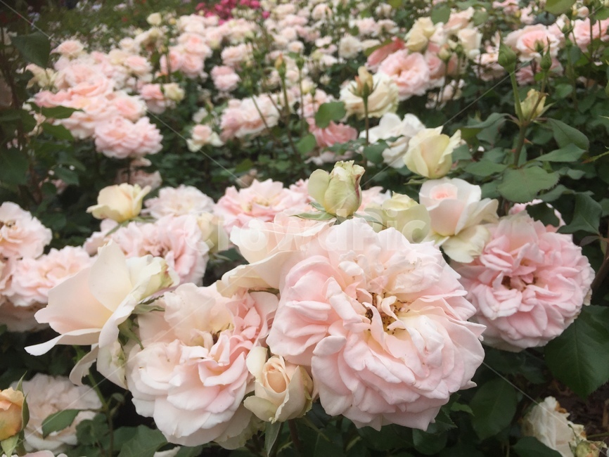 장미,꽃,핑크장미,분홍장미,핑크꽃,식물,자연,plants,nature,꽃,flower