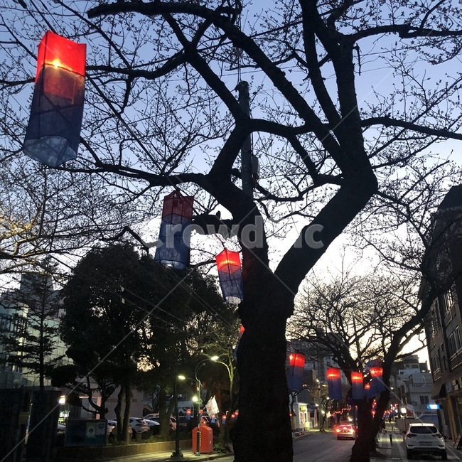 제주도,제주도거리,등불,축제,감성,왕벚꽃축제