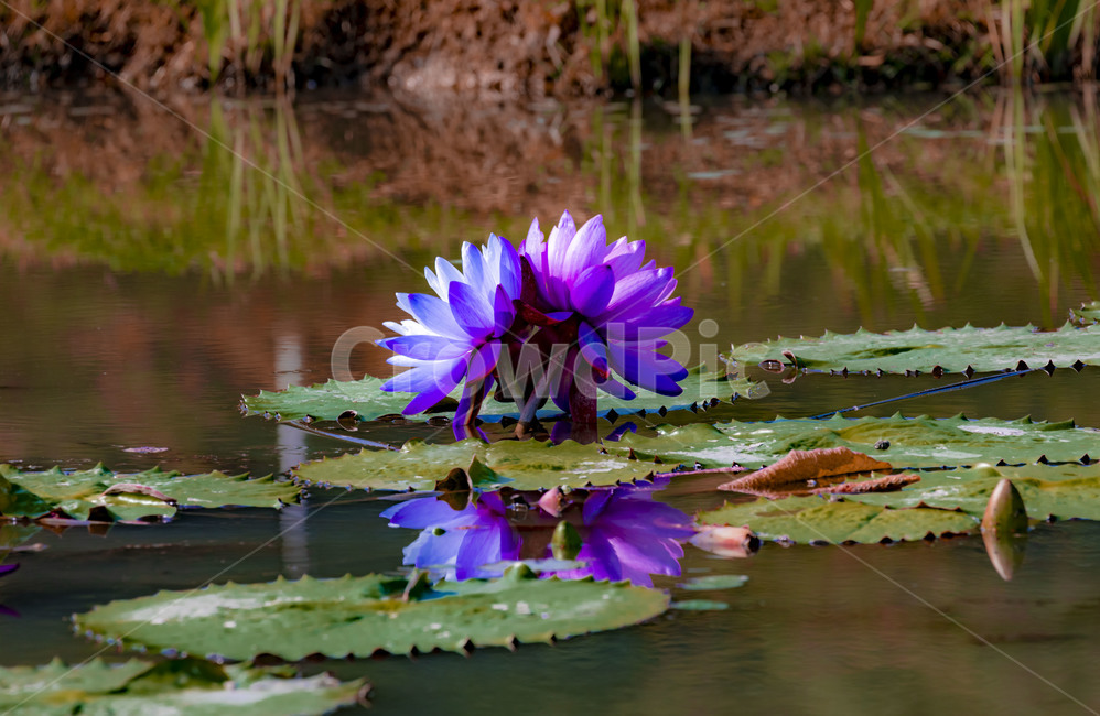 pond,humus plant,innocence,reflection,training,Lotus,flower,lotus leaf,plant,Emotion,marsh,water plants
