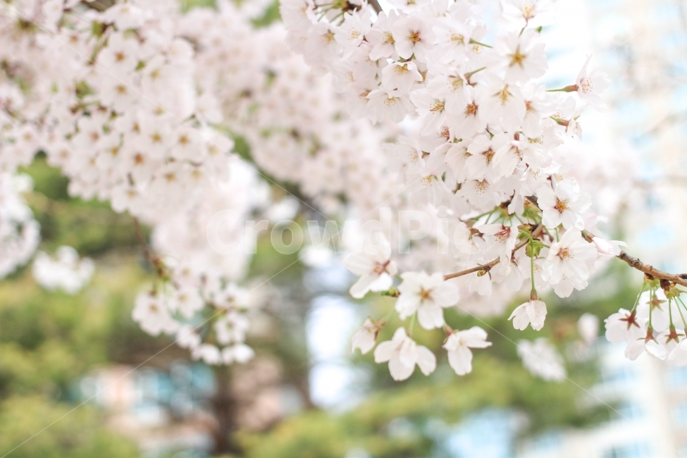 봄,여의도,한강,벚꽃,국회의사당,꽃,녹색,핑크,봄,계절,spring,season,식물,자연,plants,nature,꽃,flower,plant