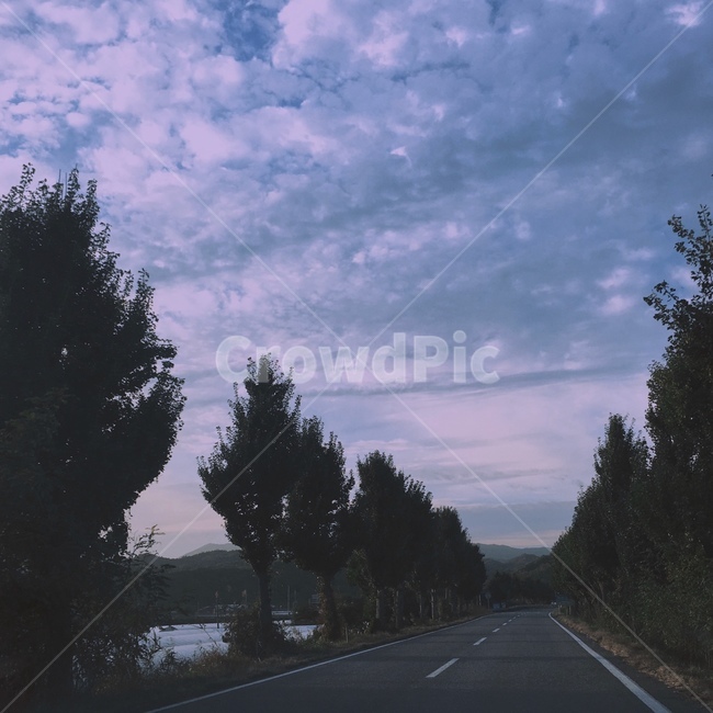 road,도로,나무,하늘,배경,오후,드라이브,분위기