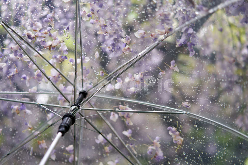 우산,비,투명우산,등나무꽃,등나무,감성,보라색,꽃,봄,계절,spring,season,꽃,flower,비,비오는날,rain,rainy
