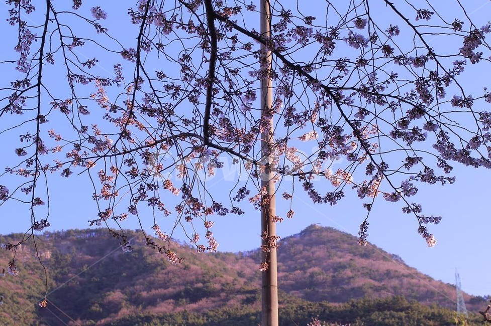 봄,봄풍경,벚꽃,자연,꽃,분위기,봄느낌,감성