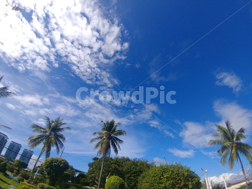 파란하늘,구름,하늘,파란색,나무,sky,자연,뭉게구름,자연,풍경,nature,landscape,해외,외국,세계,foreign,oversea,world,세계자연풍경,해외자연풍경,외국자연풍경,world nature landscape,summer,여름,outdoors,옥외