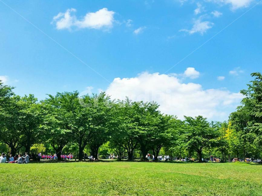 숲,공원,나무,구름,맑은날씨,초록색,자연
