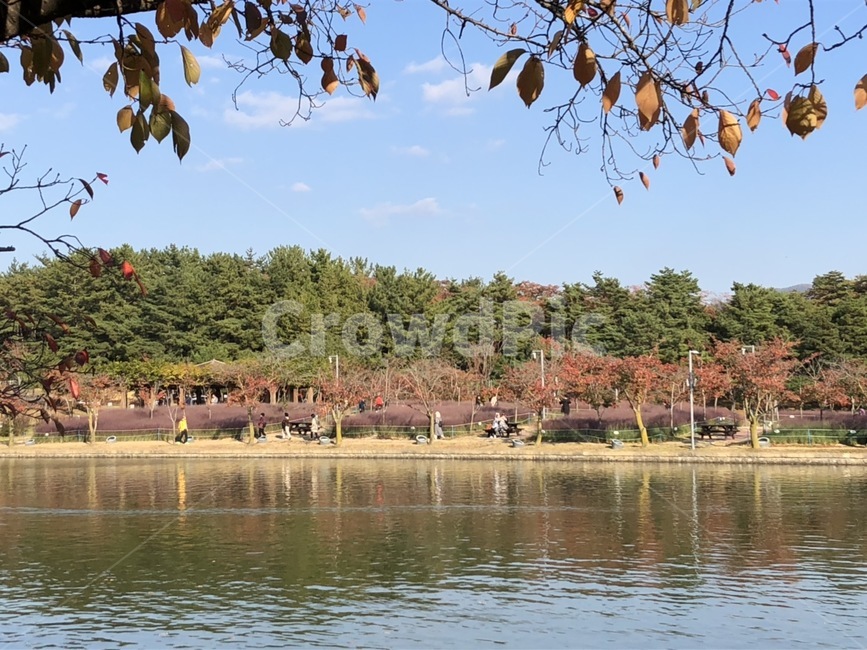 호수,단풍,가을,단풍나무,핑크뮬리,하늘,나무,lake,tree,pink,pinkmuhly,maple,fall,계절,풍경,산,자연,가을,계절,fall,autumn,season,자연,풍경,nature,landscape,water,물,outdoors,옥외