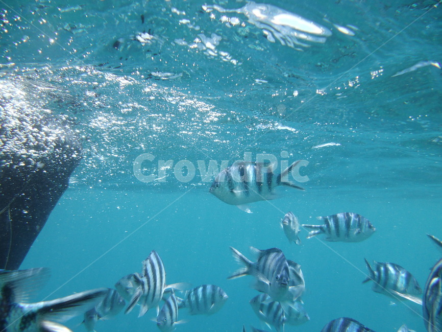 스노쿨링,바다,스노우쿨링,물고기,바다속,바다속풍경,동물,animal,어류,물고기,fish