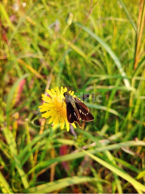 자연,식물,곤충,나비,민들레,꽃,힐링,식물,자연,plants,nature,꽃,flower,곤충,벌레,insect,bug
