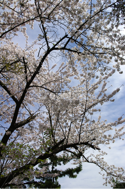 벚꽃,나무,봄,꽃,식물,flower,봄,계절,spring,season,식물,자연,plants,nature,나무,trees,wood,plant,blossom,cherry blossom