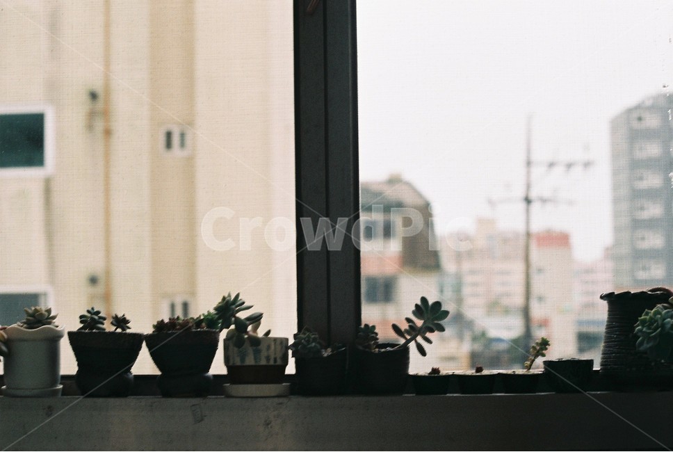 일상,흐린날,화분,감성,수직,실내용화초,화분,화초,house plant,인테리어,실내디자인,interior design