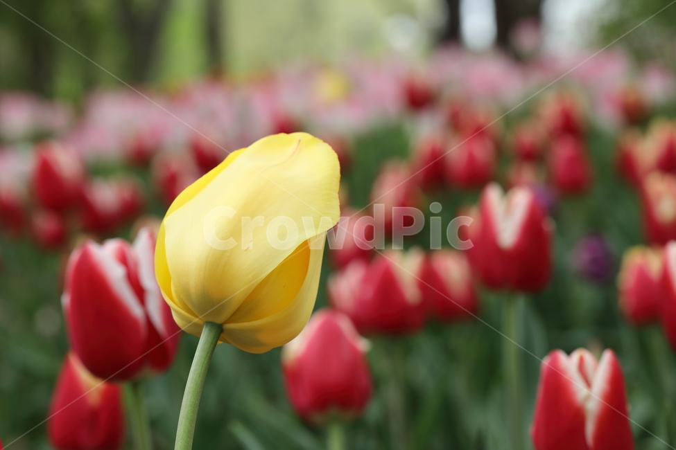 꽃,튤립,봄,공원,자연,계절,색깔,꽃밭,flowers,tulips,spring,park,field,season,colors,colorful,nature