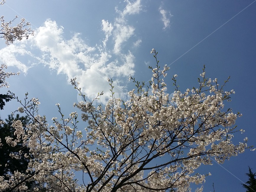 벚꽃,맑음,구름,하늘,풍경,봄,계절,spring,season,식물,자연,plants,nature,꽃,flower,plant,blossom