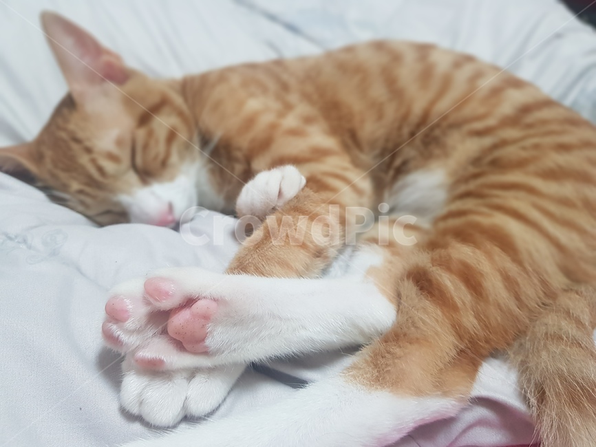 고양이,냥이,자는고양이,자는모습,cat,꿀잠,잠,동물,animal,포유류,mammal,고양이,cat,kitten,kitty