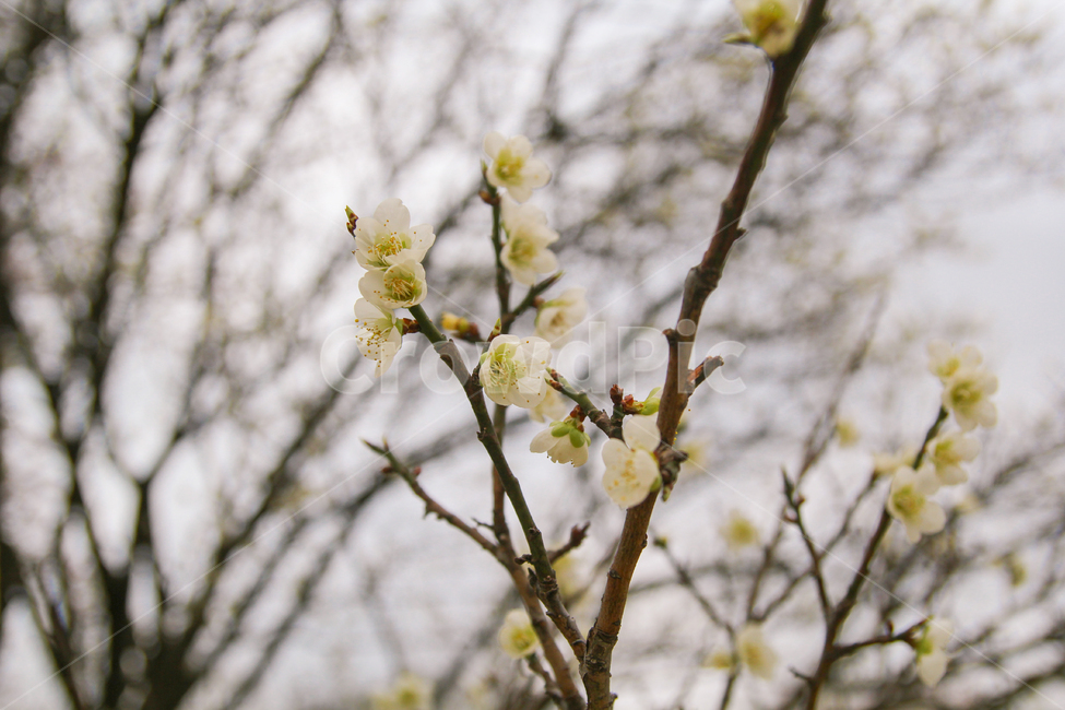 매화,매화나무,매화꽃,꽃,봄,풍경,자연,나무,감성사진,봄,계절,spring,season,식물,자연,plants,nature,꽃,flower,plant,blossom