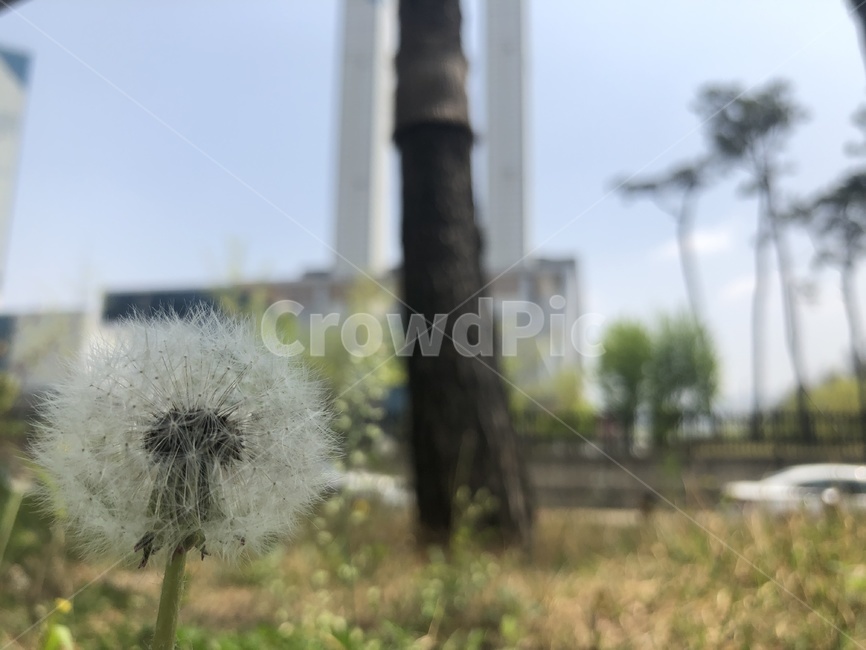 봄,전령,고요함,노동,자연