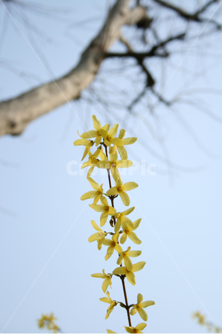 개나리,봄,봄날,감성,spring,flower,풍경,식물,꽃,노란색,봄,계절,spring,season,식물,자연,plants,nature,꽃,flower,plant,tree,나무