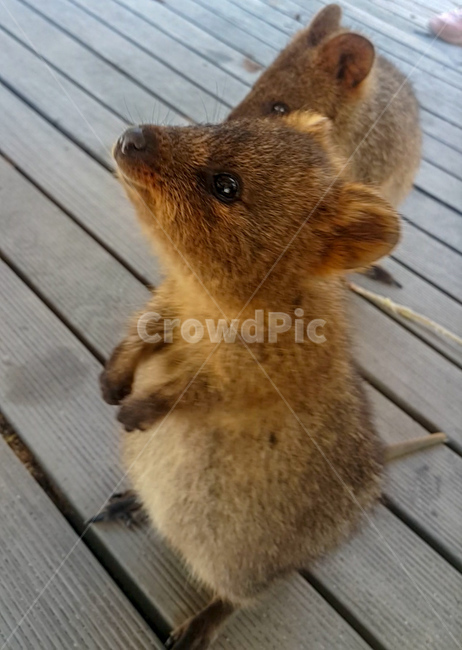 쿼카,quokka,로트네스트섬,smileanimal,rottnestisland,호주,서호주,퍼스,동물,animal,캥거루,야생동물,wildlife,동물,animal,포유류,mammal
