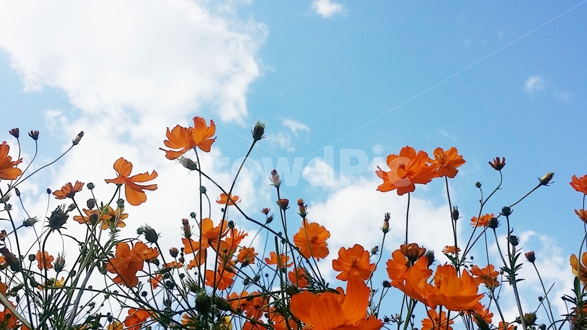코스모스,올림픽공원,가을,꽃,공원,정원,하늘,구름,서울,화단,꽃밭,가을,계절,fall,autumn,season,식물,자연,plants,nature,꽃,flower,leaf,잎,plant