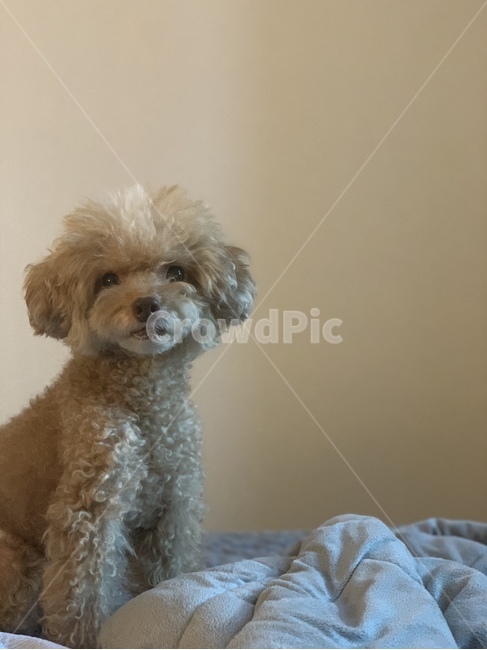 푸들,강아지,귀여움,poodle,puppy,cute