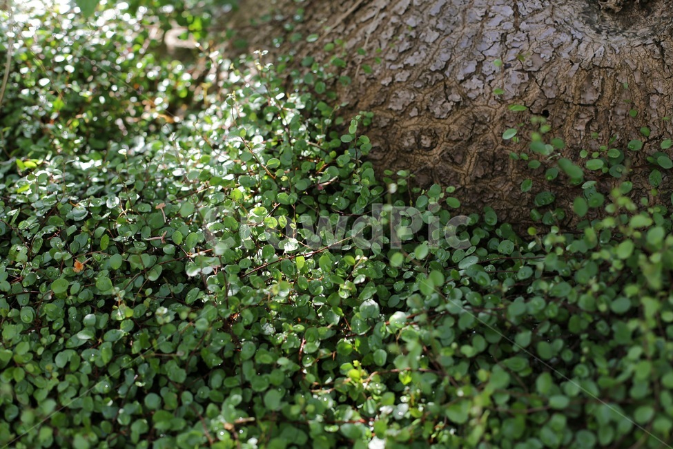 나무,풀,담쟁이,초록,자연,tree,forest,잎,grass,ivy,nature