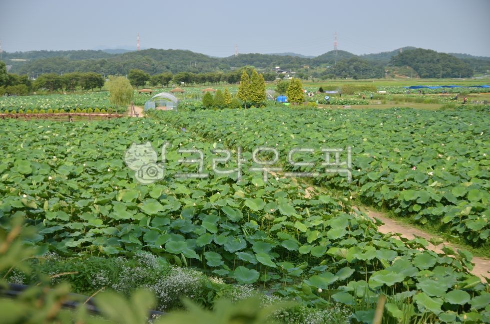 lotus leaf,flower bud,plant,Lotus,ridge,flower