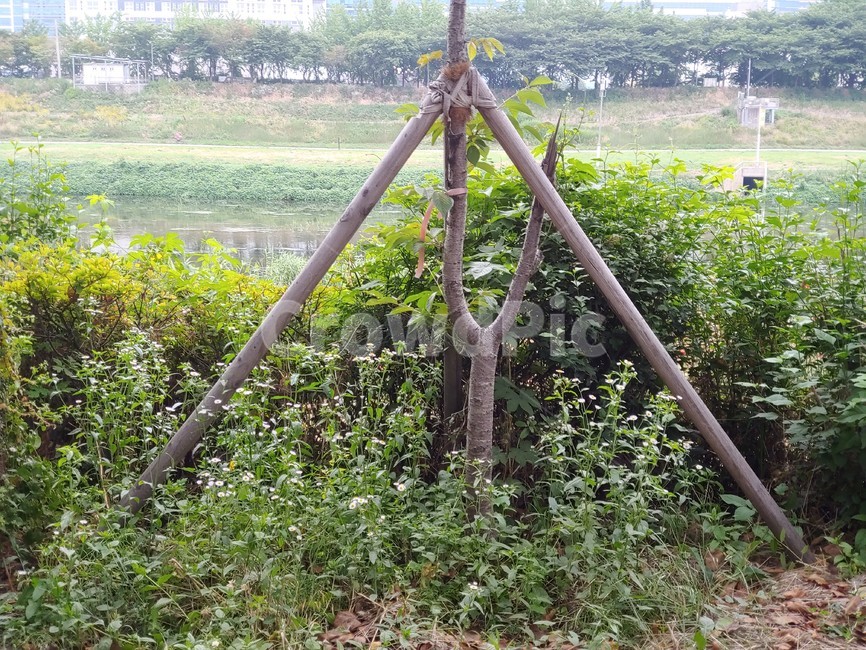 a모양,나무가지,공원,풀,나뭇잎,초록,나무,ashape,green,park,grass,plant