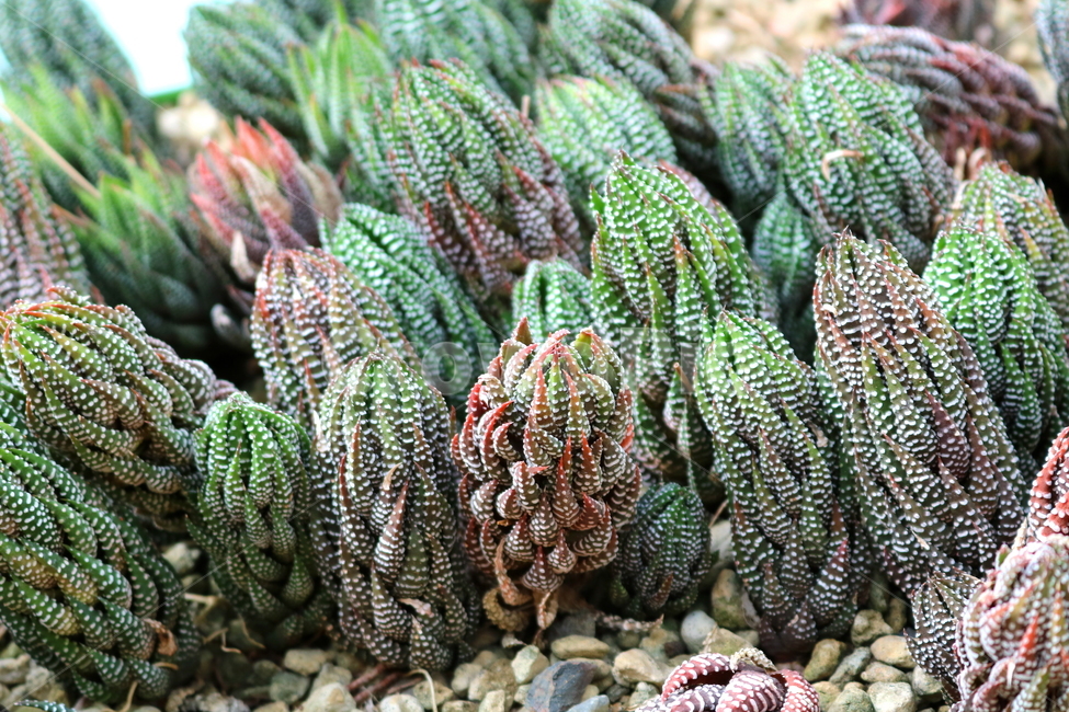 선인장,십이지권,다육식물,식물,자연,식물,자연,plants,nature