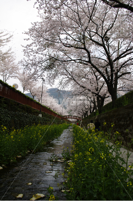 벚꽃,봄,나무,여좌천,진해,꽃,봄,계절,spring,season,plant,식물
