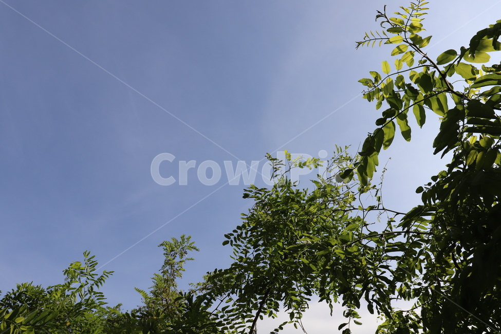 하늘,맑은날씨,나무,자연,식물,초록,tree,sky