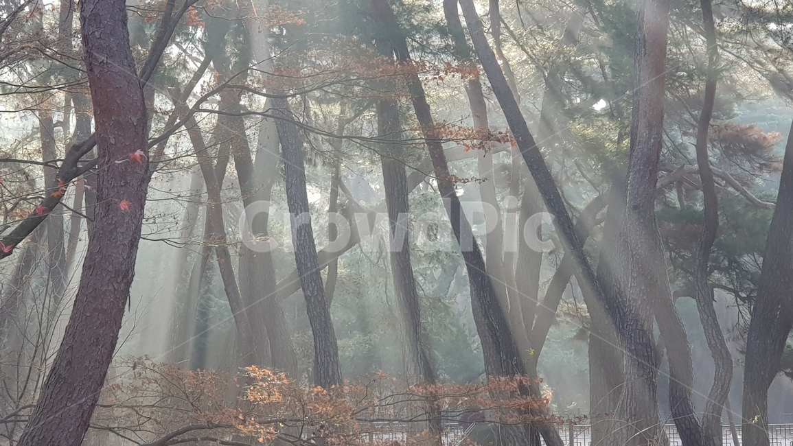 tree,나무,자연,날씨,weather,outdoors