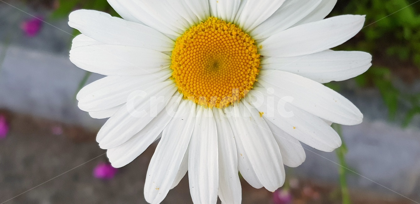 샤스타데이지,봄,들국화,초록,꽃말평화순진만사인내,식물,자연,plants,nature,꽃,flower
