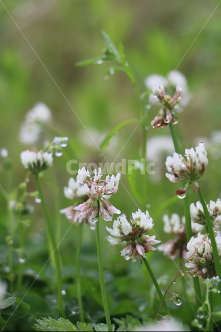 토끼풀,크로버,비오는날,빗방울,오월,꽃,식물,자연,plants,nature,꽃,flower
