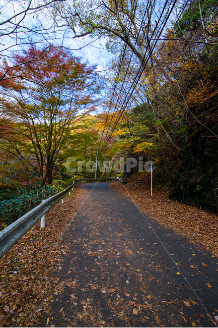 단풍,가을,하늘,자연,풍경,단풍나무,울긋불긋,산,식물,가을,계절,fall,autumn,season,자연,풍경,nature,landscape,asphalt,아스팔트