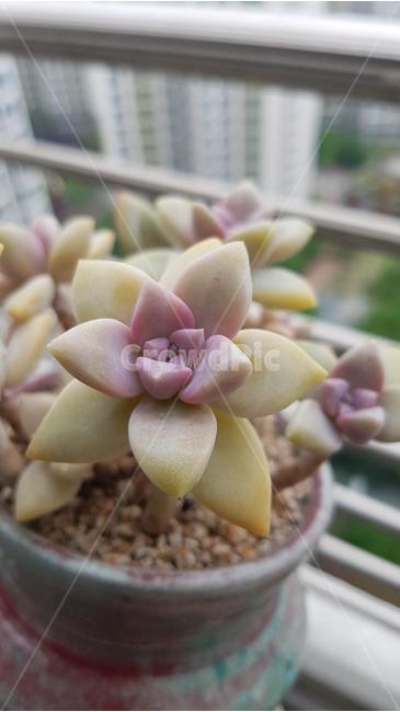 다육,다육이,식물,화분,풍경,봄,식물,자연,plants,nature,실내용화초,화분,화초,house plant,인테리어,실내디자인,interior design